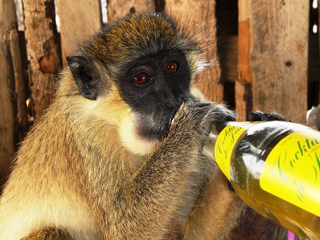 Ontdek de authentieke charme van Gambia tijdens je vakantie